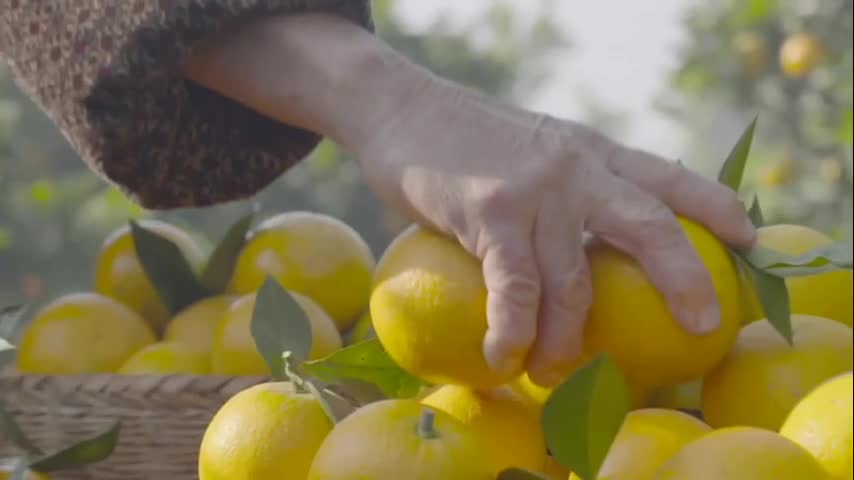 A hand selecting fresh yellow citrus fruit from a basket, warm natural light and an orchard blurred behind, evoking community harvest and shared abundance.